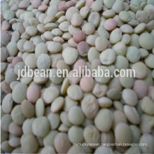 high quanlity new crop Dry Green Lentils